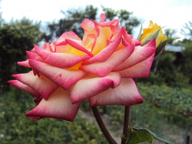 Обои картинки фото цветы, розы, лепестки