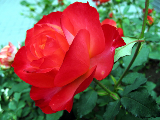 Обои картинки фото цветы, розы, роза