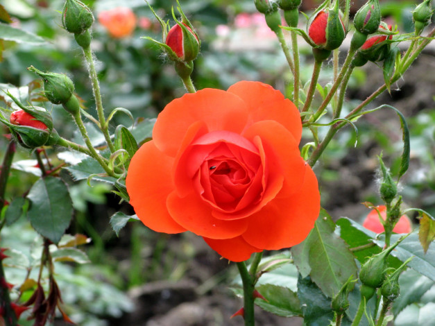 Обои картинки фото цветы, розы, роза