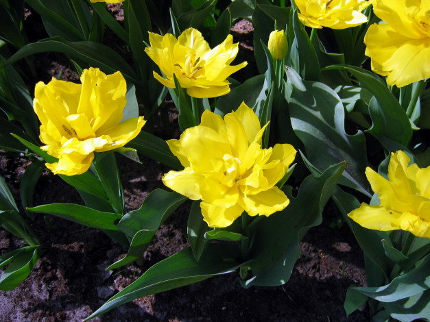 Обои картинки фото цветы, тюльпаны