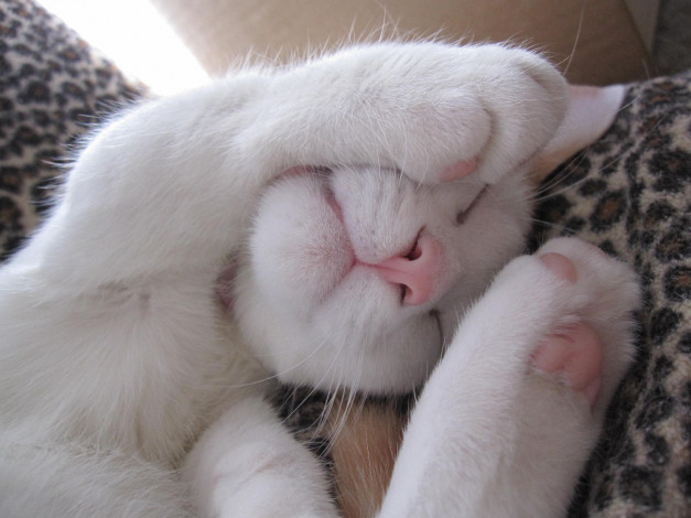 Обои картинки фото животные, коты, cat