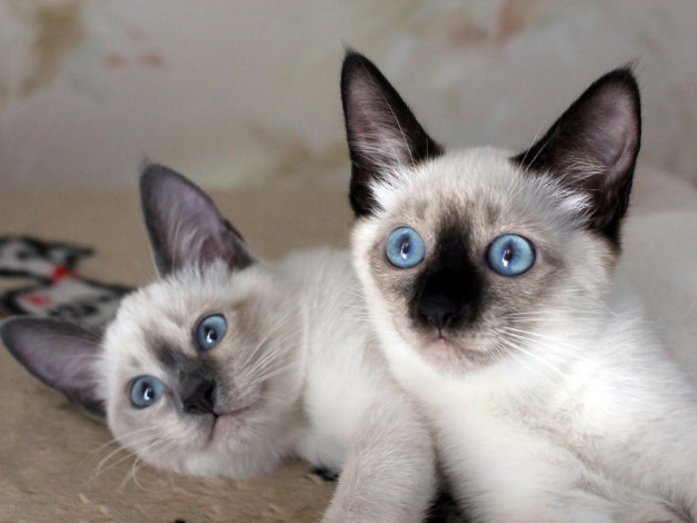 Обои картинки фото животные, коты, котята, сиамские