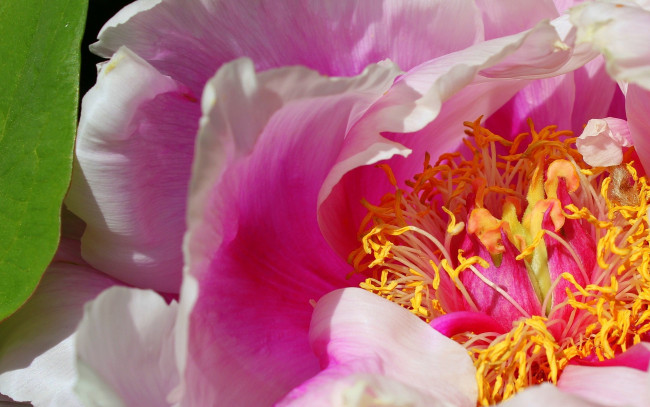 Обои картинки фото цветы, пионы, макро