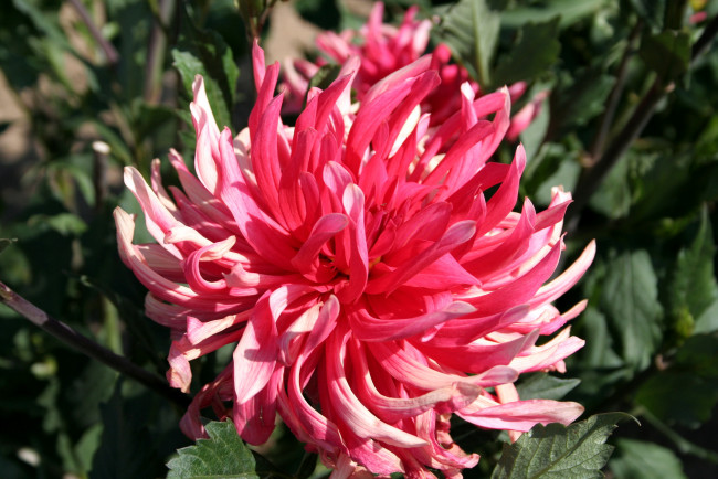 Обои картинки фото цветы, георгины