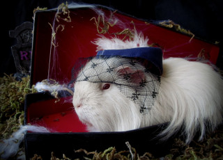 Картинка животные морские свинки хомяки мадам шляпка морская свинка вуаль