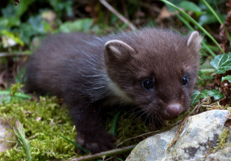 Картинка животные хорьки ласки соболи горностаи куницы малыш куница