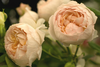 Картинка цветы розы кремовый