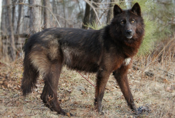 Картинка животные волки черный