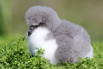 Картинка животные альбатросы птенец смешной