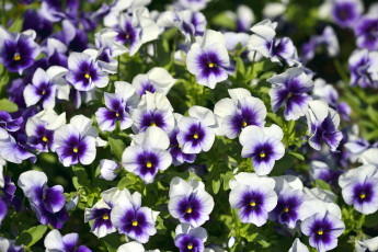 Картинка цветы анютины глазки садовые фиалки много