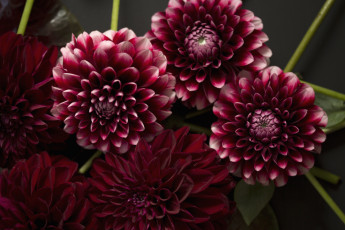 Картинка цветы георгины круглый бордовый