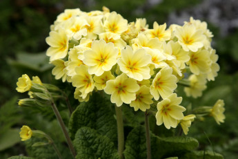 Картинка цветы примулы желтый первоцвет