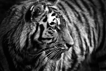 Картинка животные тигры хищник полосатый