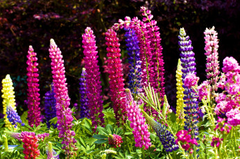 Картинка цветы люпин высокий яркий