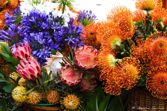 Картинка цветы разные вместе протея агапантус