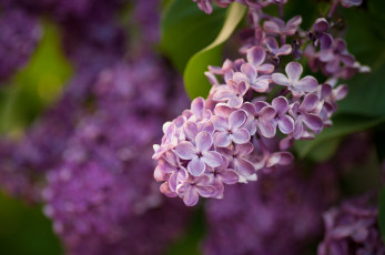 Картинка цветы сирень гроздь