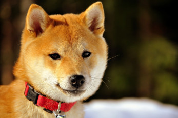 Картинка животные собаки мордочка