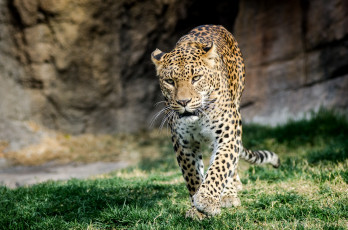 Картинка животные леопарды кошка