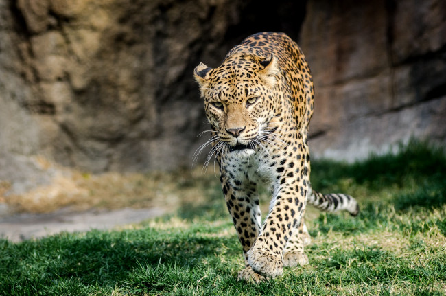 Обои картинки фото животные, леопарды, кошка