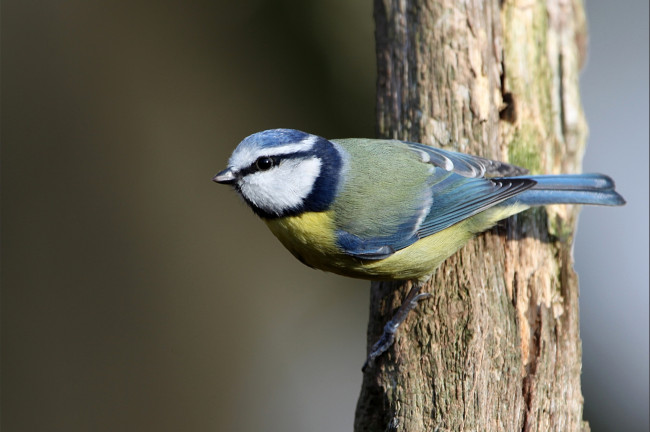 Обои картинки фото животные, синицы, лазоревки, синичка