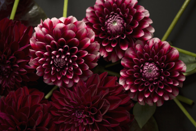 Обои картинки фото цветы, георгины, круглый, бордовый