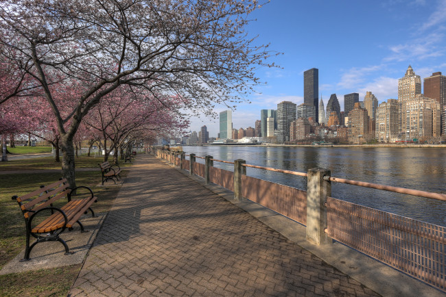 Обои картинки фото города, нью, йорк, сша, набережная, сакура, река, небоскребы