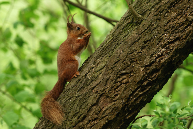 Обои картинки фото животные, белки, дерево, кисточки, рыжий, зверек