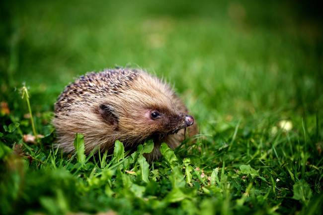 Обои картинки фото животные, ежи, колючки, носик
