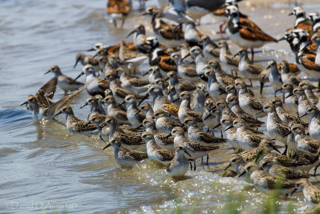 Обои картинки фото животные, птицы, вода, много