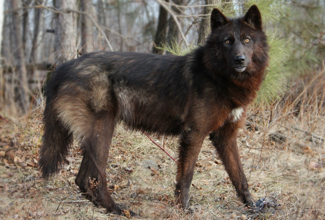 Обои картинки фото животные, волки, черный