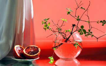 Картинка еда цитрусы грейпфруты