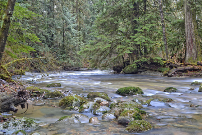 Обои картинки фото природа, реки, озера, река, лес