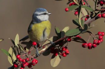 Картинка животные синицы +лазоревки птичка