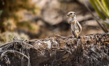 Картинка животные суслики +сурки суслик антилоповый детёныш стойка бревно