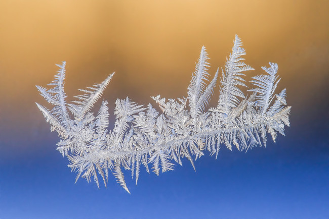 Обои картинки фото природа, макро, простор