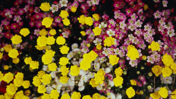 Картинка цветы разные+вместе цветочки