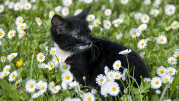 Картинка кошки животные коты