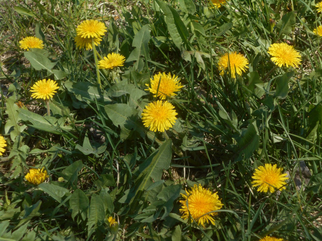 Обои картинки фото цветы, одуванчики, природа