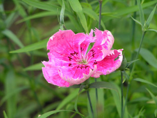 Картинка цветоЧек цветы гвоздики