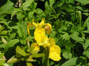 Картинка цветоЧек цветы ирисы