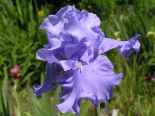 Картинка цветоЧек цветы ирисы