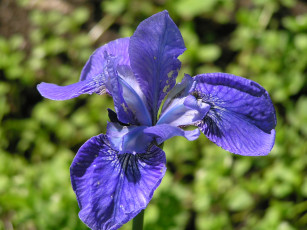 обоя цветоЧек, цветы, ирисы