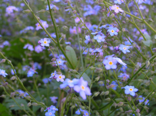 Картинка цветоЧек цветы незабудки