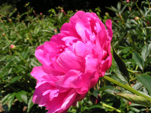 Картинка цветоЧек цветы пионы