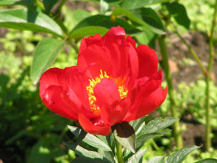 Картинка цветоЧек цветы пионы