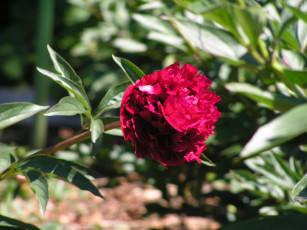 Картинка цветоЧек цветы пионы