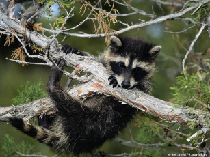 Картинка животные еноты