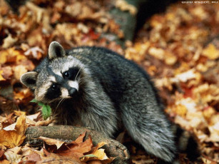 Картинка животные еноты