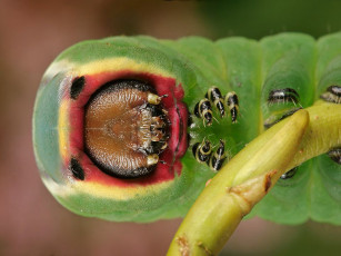 Картинка животные гусеницы