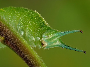 Картинка животные гусеницы